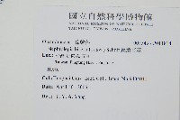 長葉腎蕨藏品圖，第2張