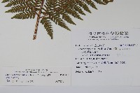 肋毛蕨藏品圖，第2張