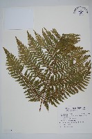 肋毛蕨藏品圖，第3張