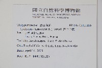 密毛毛蕨藏品圖，第2張