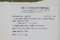 大線蕨藏品圖，第2張