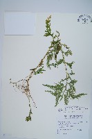 全緣卷柏藏品圖，第1張