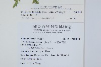 全緣卷柏藏品圖，第2張