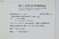 星蕨藏品圖，第2張