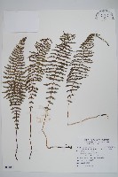 縮羽副金星蕨藏品圖，第1張