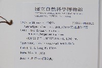 縮羽副金星蕨藏品圖，第2張