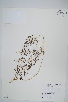 日本金粉蕨藏品圖，第1張