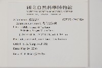 鞭葉鐵線蕨藏品圖，第2張