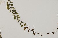 鞭葉鐵線蕨藏品圖，第4張