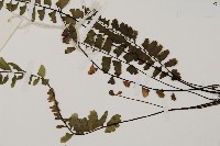 鞭葉鐵線蕨藏品圖，第5張