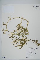 地刷子藏品圖，第1張