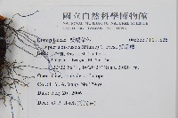 雙扇蕨藏品圖，第5張