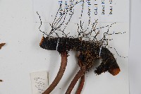 雙扇蕨藏品圖，第6張