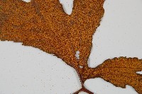 雙扇蕨藏品圖，第7張