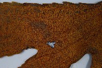 雙扇蕨藏品圖，第8張