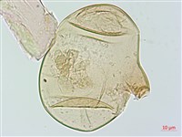 雙扇蕨藏品圖，第2張