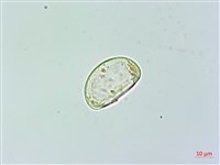 雙扇蕨藏品圖，第4張