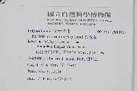 尖嘴蕨藏品圖，第2張