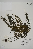 登錄號:P011829藏品圖，第1張