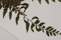 登錄號:P011829藏品圖，第3張
