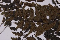 登錄號:P011829藏品圖，第5張