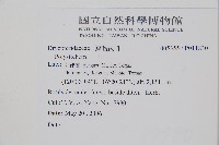 二尖耳蕨藏品圖，第2張