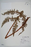 登錄號:P011831藏品圖，第1張