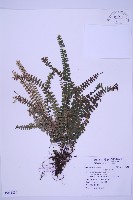 生芽鐵角蕨藏品圖，第1張