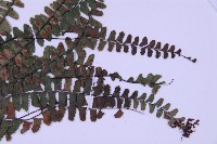 生芽鐵角蕨藏品圖，第3張