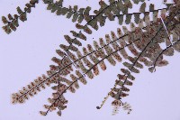 生芽鐵角蕨藏品圖，第4張