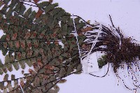 生芽鐵角蕨藏品圖，第5張