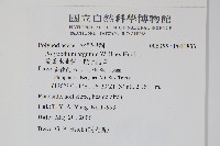 箭葉水龍骨、擬水龍骨藏品圖，第2張