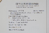 掌葉茀蕨藏品圖，第2張