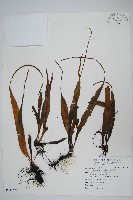 尖嘴蕨藏品圖，第1張