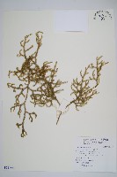 過山龍藏品圖，第1張