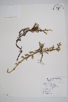 過山龍藏品圖，第1張