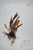 登錄號:P011839藏品圖，第1張