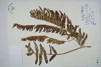 波斯頓蕨藏品圖，第1張