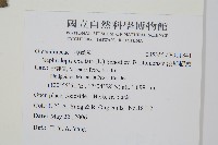 波斯頓蕨藏品圖，第2張