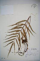 登錄號:P011842藏品圖，第1張