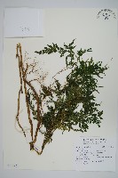 登錄號:P011843藏品圖，第1張