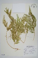 登錄號:P011845藏品圖，第1張