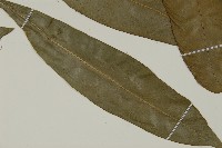 登錄號:P011846藏品圖，第3張