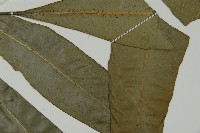 登錄號:P011846藏品圖，第4張