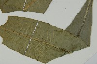 登錄號:P011846藏品圖，第5張