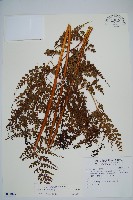登錄號:P011847藏品圖，第1張