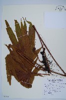 雙扇蕨藏品圖，第1張