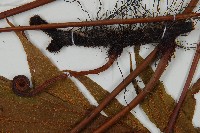 雙扇蕨藏品圖，第3張