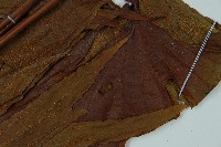 雙扇蕨藏品圖，第4張