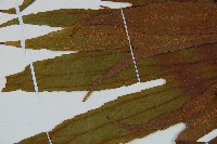 雙扇蕨藏品圖，第5張